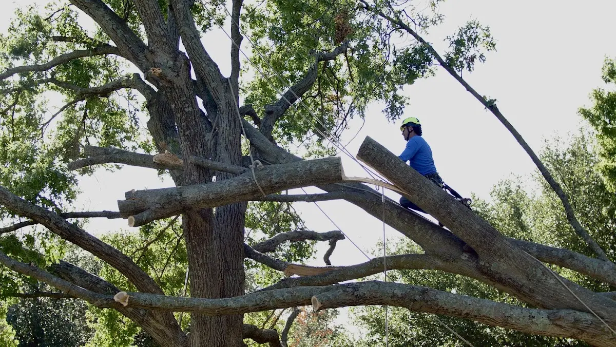 Professional Hazardous Tree Removal performed by certified arborists in Dagmar