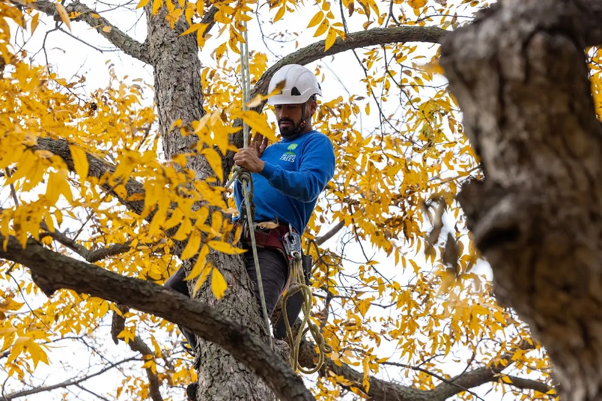 Skilled Tree Pruning crew working in Dagmar
