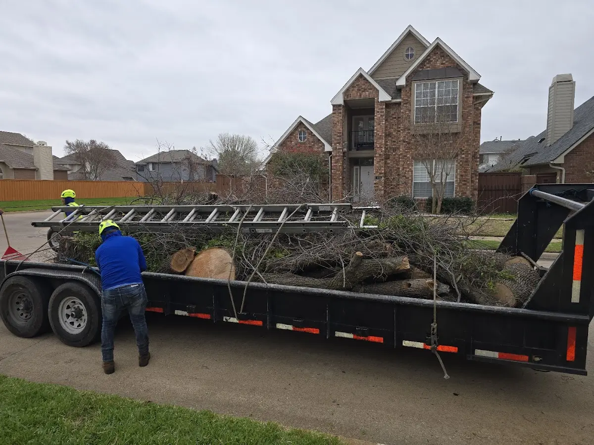 Expert Tree Removal with proper safety equipment in Dagmar